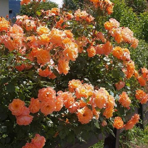 Portocaliu piersică - Trandafir copac cu trunchi înalt - cu flori în buchet - coroană tufiș